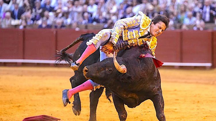 DANGER – Deux stars de la tauromachie gravement blessées